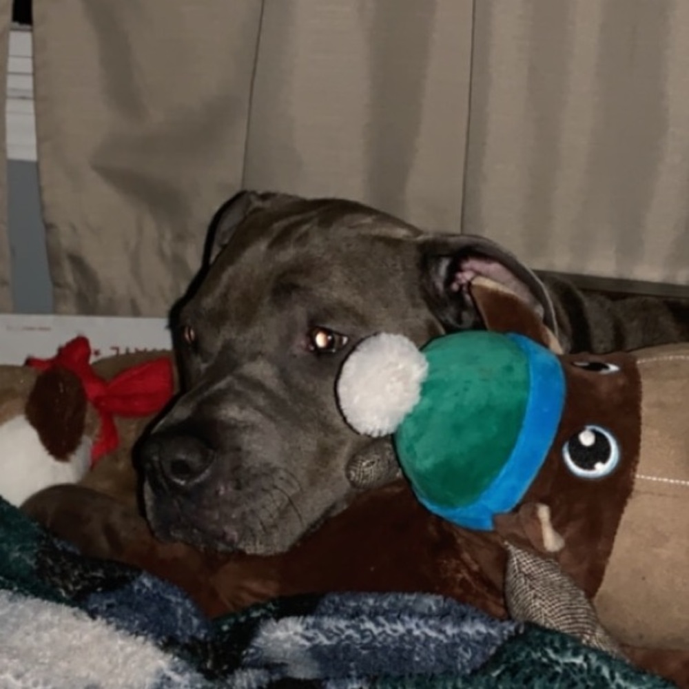 Meet your Posher, Amanda